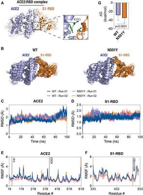 Decreased Interfacial Dynamics Caused by the N501Y Mutation in the SARS-CoV-2 S1 Spike:ACE2 Complex